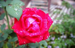 Close-up photo image of a delicate beautiful rose of red color with rain drops on petals and green leaves in a garden of blooming roses in spring or summer outdoors.