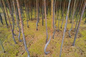 bosque torcido en polonia foto