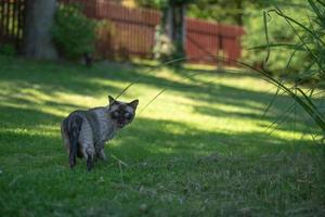 gato mojado en la hierba foto