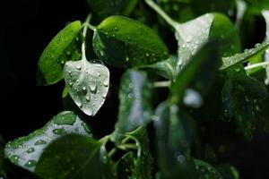 Greater Periwinkle Leaves photo