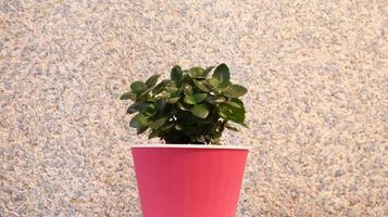 a small green plant in a pink flower pot against the wall, painted purple. Beautiful delicate and bright background with copy space. Green flower, money tree with pink wall background. photo