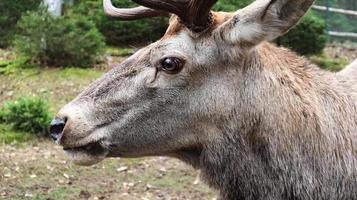 White-tailed deer very detailed close-up portrait. With a deer eye. ungulates ruminant mammals. Portrait courageous deer photo