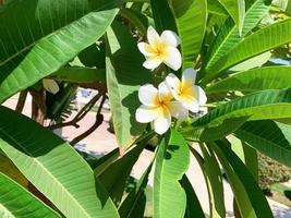 Colorful subtropical white and yellow plumeria flowers on the background of growing tree.