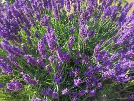 Colored fresh purple Lavender flowers natural background
