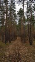 Nature background Pine forest in autumn. Beautiful landscape photo