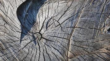 Wooden old stump, wood texture background. Sawn tree with cracks. Round cut down tree with annual rings as a wood texture photo