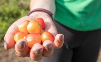 cerezas maduras en la mano de una mujer. manos con cerezas. recoger cerezas y cerezas en el jardín o en la granja en un día cálido y soleado. foto