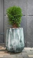 Green small spherical Chinese thuja in a concrete pot near the house at the entrance. Traditional home decorations. Entrance to the building, a pot of flowers and a small thuja. photo