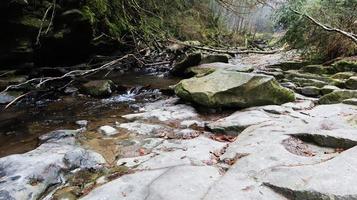 paisaje de un río de montaña en el bosque a principios de otoño y finales de verano. agua en un arroyo natural. bosque hermoso y relajante con un río. río profundo en el bosque de montaña. composición de la naturaleza. foto