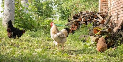 Organic natural red and white rustic chicken roaming the countryside. Chickens feed in a traditional barnyard. Close up of the hens in the yard of the barn. Poultry concept. photo