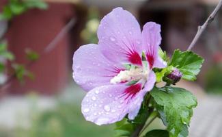 Syrian ketmia flowers, Hibiscus syriacus. Syrian hibiscus ornamental flowering plant, purple purple flowers in the garden with raindrops or morning ross on cakes and leaves. Floral background. photo