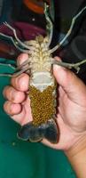 hands holding freshwater crayfish with eggs photo