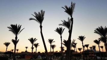 Silhouettes of palm trees against the sky during sunset. Coconut trees, tropical tree of Egypt, summer tree. a family of monocotyledonous, woody plants with unbranched trunks. photo