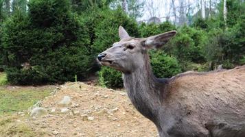 deer walks in the forest in early summer in the Carpathians. photo