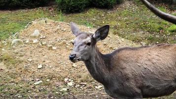 deer walks in the forest in early summer in the Carpathians. photo