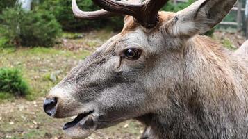 White-tailed deer very detailed close-up portrait. With a deer eye. ungulates ruminant mammals. Portrait courageous deer photo