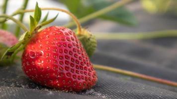 recogiendo fresas rojas grandes orgánicas maduras frescas al aire libre en un clima soleado en la plantación. campo de fresas en una granja de frutas. una nueva cosecha de fresas dulces abiertas que crecen afuera en el suelo. foto