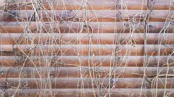 Dry stems of a climbing plant. Close up view of a fragment of an old wooden wall covered by dry ivy. Abstract image with dead gray vine plants on brown planks of a facade house. photo