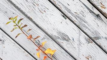 bright leaves on a rustic wooden background. fall season. Autumn background concept. photo