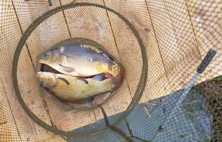 Caught fish on the shore in a fishing cage. Fishing trap with fish in it. photo