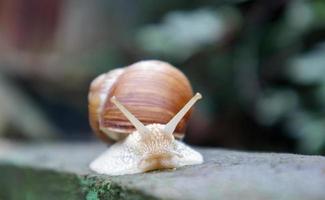 Large crawling garden snail with a striped shell. A large white mollusc with a brown striped shell. Summer day in the garden. Burgundy, Roman snail with blurred background. Helix promatia. photo
