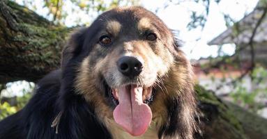 Portrait of an adult large dog in the yard of the house with his tongue hanging out. Black pet with brown eyes. Keeping a dog in the yard of a private house as a friend and a guard of the territory. photo