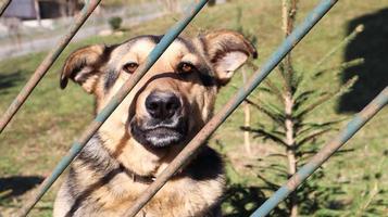 Portrait of a sad kotra dog stands behind a metal fence in the yard. A large brown dog sits on the territory of the house. Concept of home security or dog shelter. photo