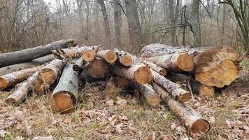 Freshly sawn logs. Logs of trees in the forest after felling photo