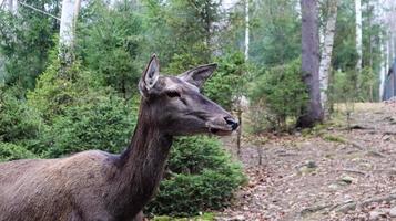 deer walks in the forest in early summer in the Carpathians. photo