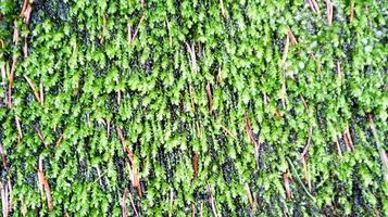 Moss green texture. Moss background. Green moss on a gray stone texture. background with copy space. beautiful texture in nature photo