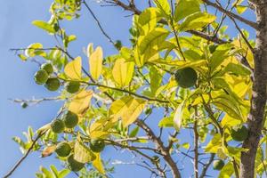 Limonero en los jardines de Ciudad del Cabo, Sudáfrica. foto