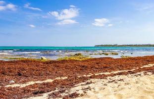 muy asqueroso sargazo de algas rojas playa playa del carmen mexico.