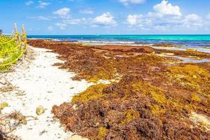 muy asqueroso sargazo de algas rojas playa playa del carmen mexico. foto