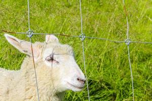ovejas detrás de la valla en un prado, hemsedal, noruega.