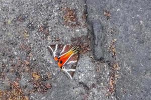 oso ruso mariposa en la naturaleza mariposas valle de las mariposas rodas grecia. foto