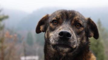 Portrait of a stray brown cute puppy. Head shot of a dog with blurry background with space for text. A sad looking street dog is looking at the camera. photo