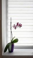 A beautiful orchid grows on the windowsill against the background of roller blinds. Houseplants on the window of the apartment. Flowers in pots on the windowsill. Home decor concept. photo