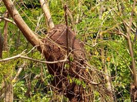 termite nest in colony on tree. These insects are responsible for destroying wooden objects and houses. photo