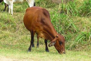 close-up ox grazing on green field in farm area. Agricultural production of bovine animals photo