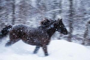 Caballo rápido al galope durante una tormenta de nieve en la naturaleza foto