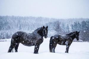 caballos mirando a la cámara durante una tormenta de nieve foto