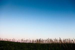 Long grass silhouette with room for text photo