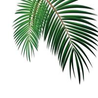 Palm Leaf on White Background with Place for Your Text Vector Illustration