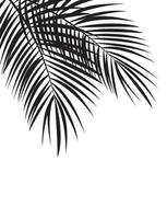 Palm Leaf Vector Background Illustration