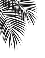 Palm Leaf Vector Background Illustration