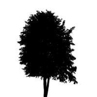 Silhouette Isolated on White Background. Vector Illustration.