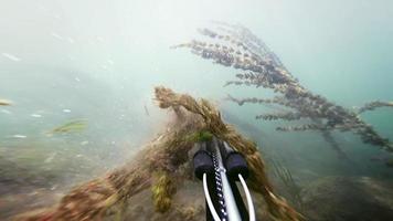 mergulhador livre pescando com arpão e passando por algas fortes video