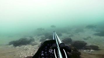 apnéiste pêche sous-marine et en regardant les poissons video