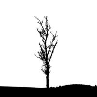 Tree Silhouette Isolated on White Backgorund. Vecrtor Illustration.
