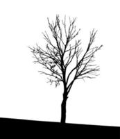 Tree Silhouette Isolated on White Backgorund. Vecrtor Illustration.
